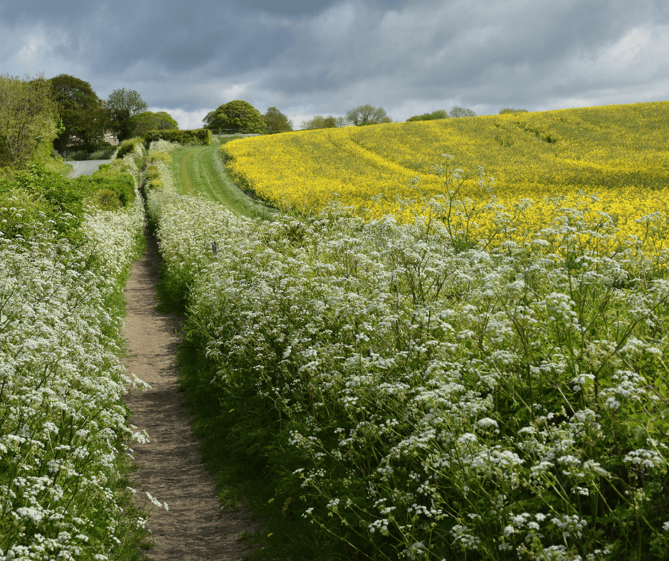 Countryside Stewardship – What is Mid-Tier - picture of hedgerow