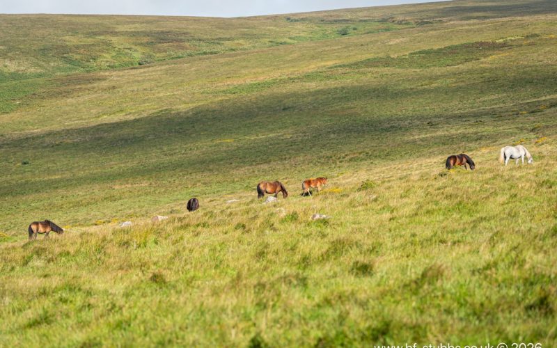 DSC_1853_1782143050403.jpg