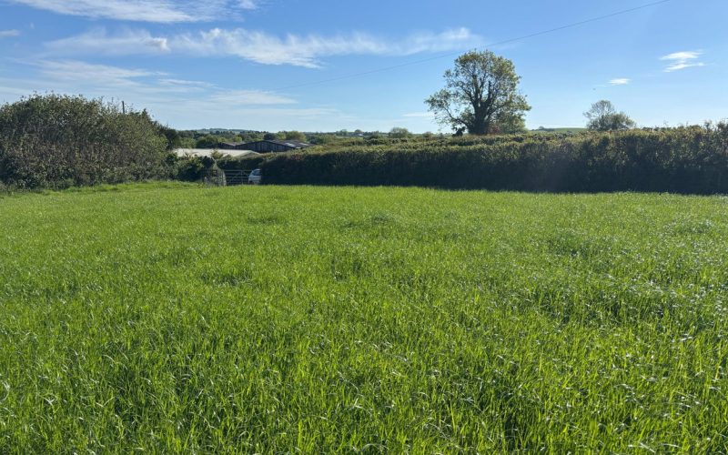 IMG_0705_1779180987178.jpeg