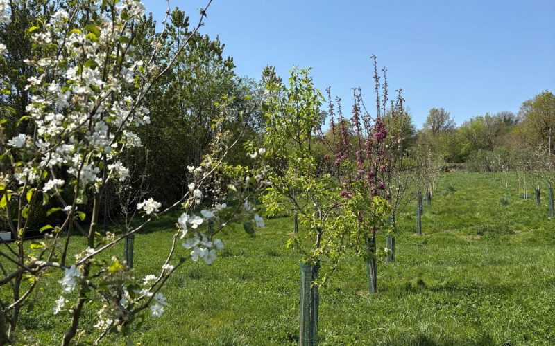 The-Orchard_1788963487396.jpg