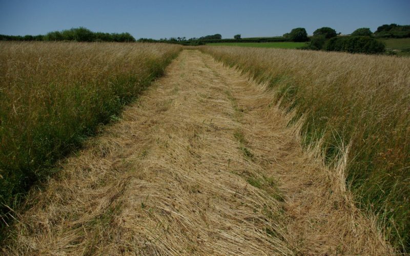 Lot1-Main-Field_1784277355305.jpg