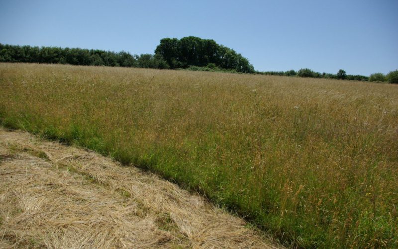 Lot1-main-field-top-area-pre-cut_1784277355302.jpg
