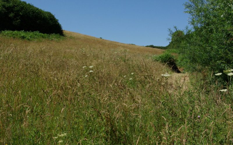 Lot1-main-field-looking-up-from-Spring_1784277355299.jpg