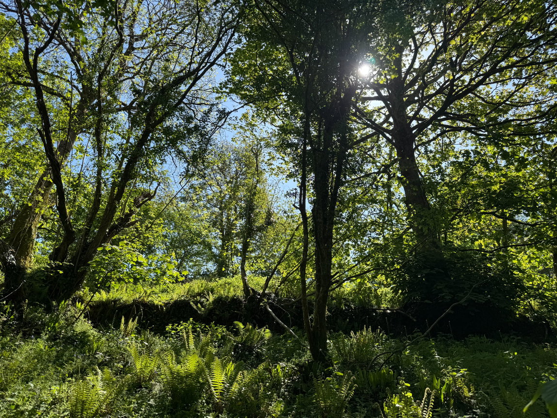 Milton Combe, Yelverton